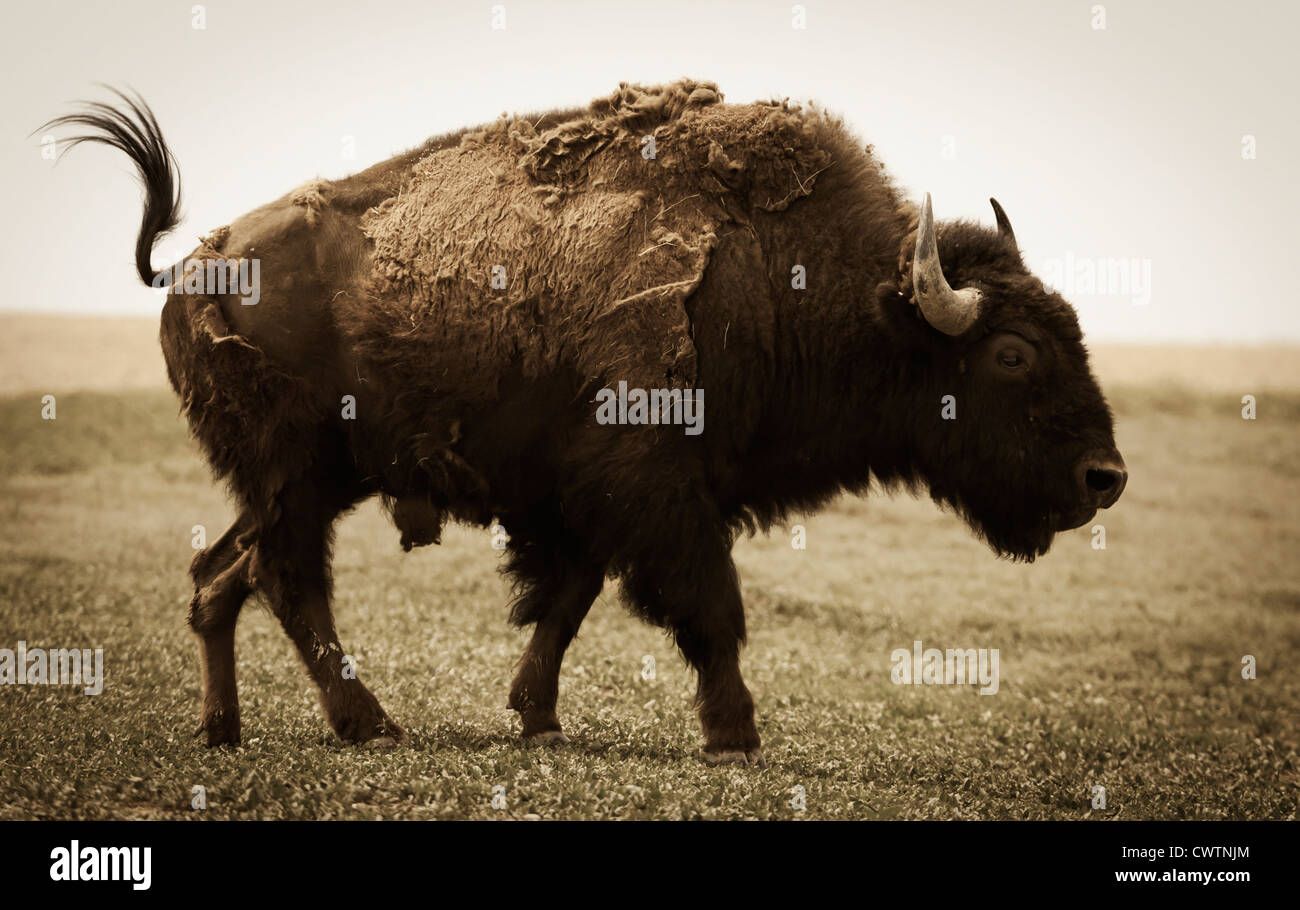 Un bison d'Amérique dans les Badlands du Dakota du Sud. Banque D'Images