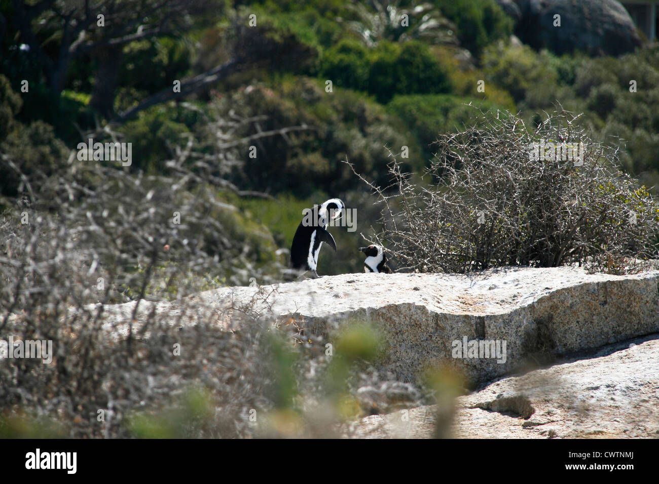 Deux Pingouins au sud de Cape Town, Western Cape, Afrique du Sud Banque D'Images