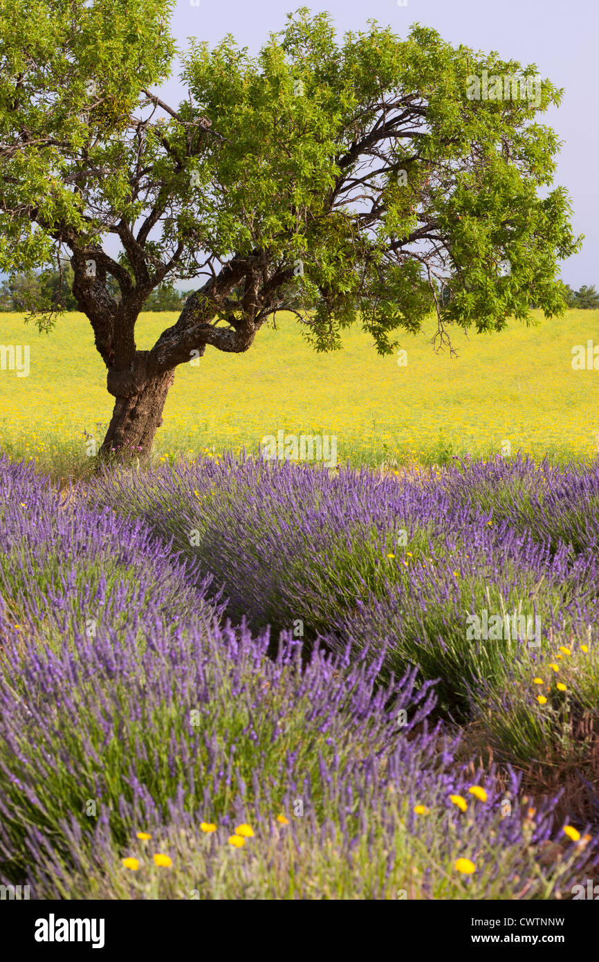 Arbre isolé au milieu des champs de lavande et la moutarde près de Valensole, Provence France Banque D'Images