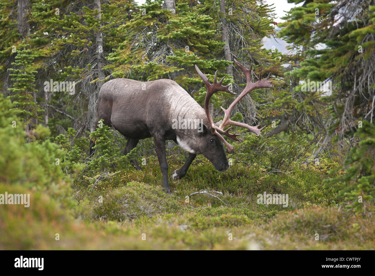 Le caribou des bois à la recherche de nourriture dans le parc national Jasper. Banque D'Images