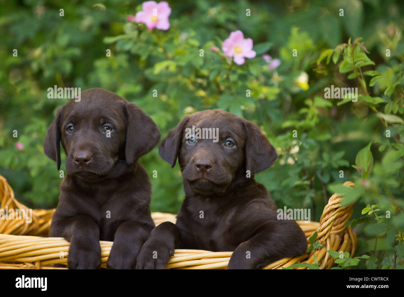 Chiot labrador Chocolat Banque D'Images