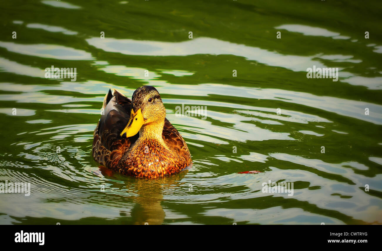 Canard dans un étang. Canard, étang, lac, Animal, Quack, plumes, l'eau, l'oiseau, le projet de loi, le bec de canard, jaune, vert, oiseau, voler, assis, Banque D'Images
