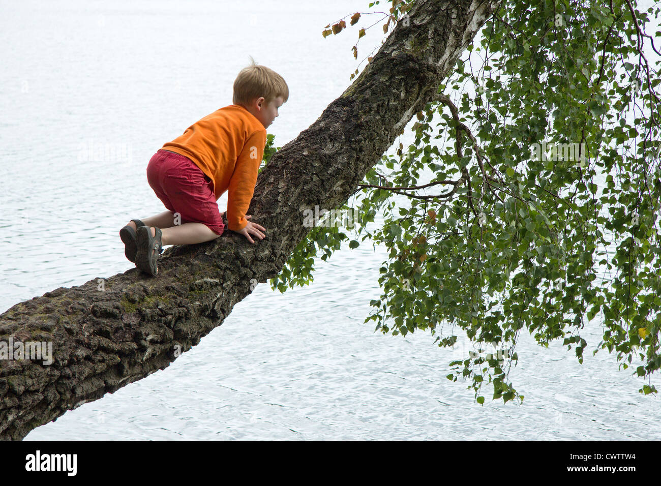 Jeune garçon escalade un arbre qui grandit au-dessus d'un lac Banque D'Images