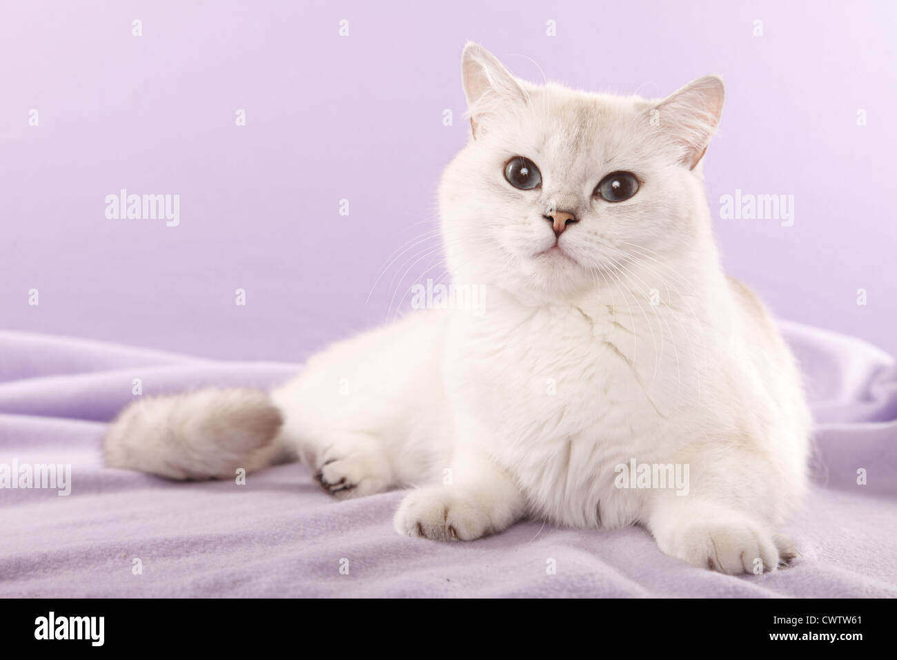 Britisch Kurzhaar / British Shorthair Banque D'Images