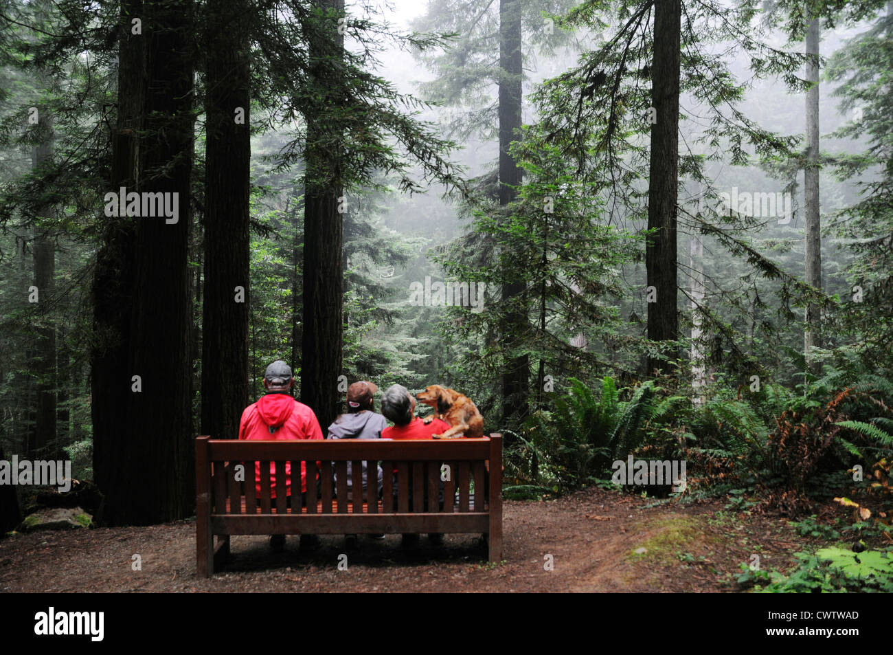 Famille de trois personnes avec chien assis dans le cadre de plus grands arbres du monde, des séquoias géants dans les forêts du nord de la Californie Redwood Banque D'Images