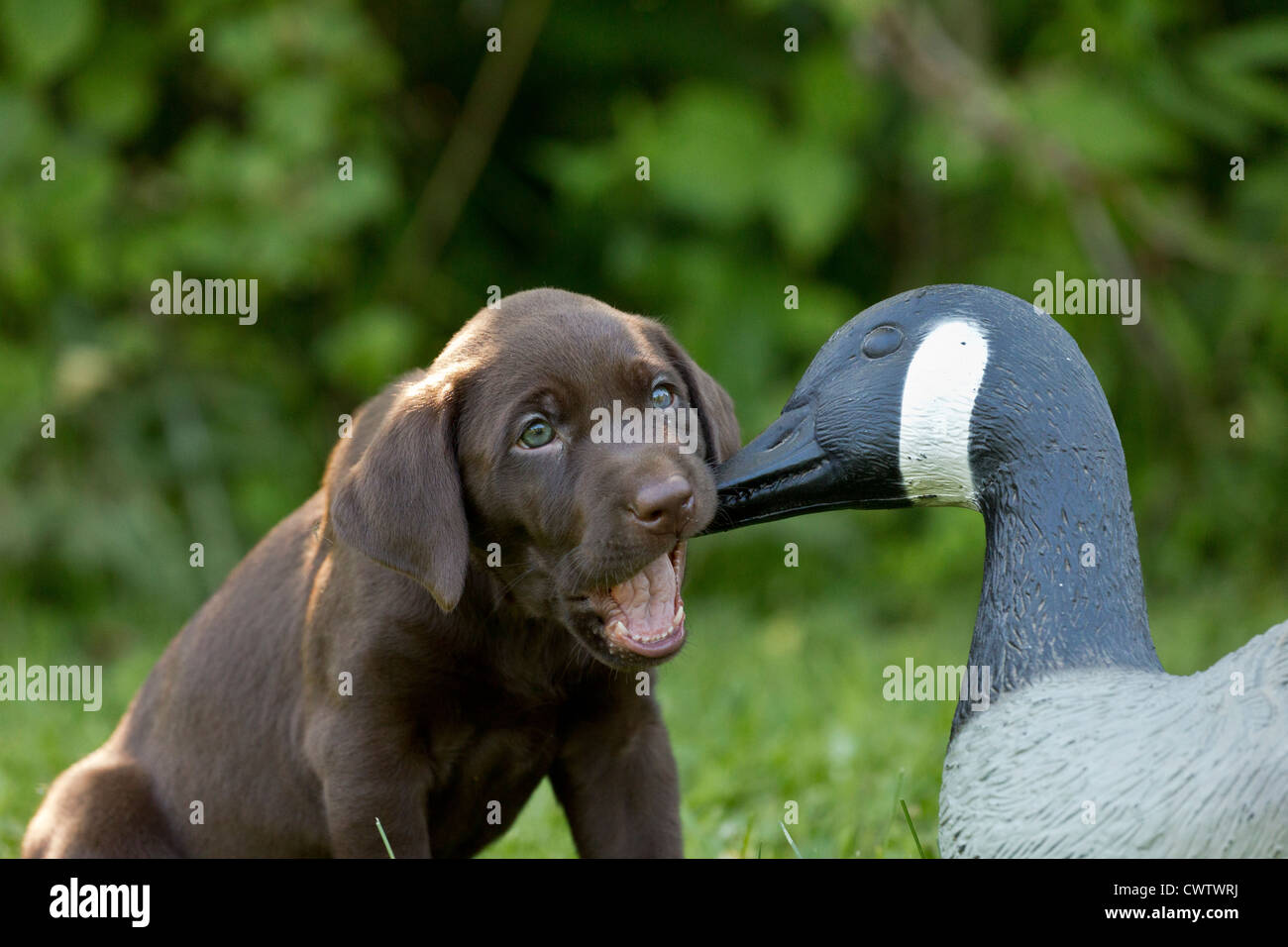 Chiot labrador Chocolat Banque D'Images