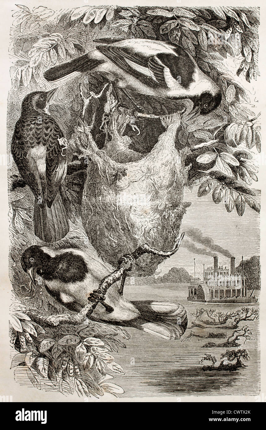 Ploceus nelicourvi Banque de photographies et d’images à haute