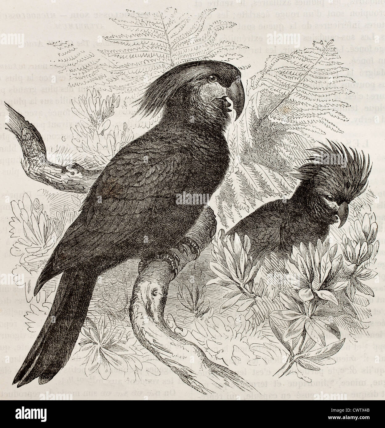 Cacatoès noir Banque D'Images