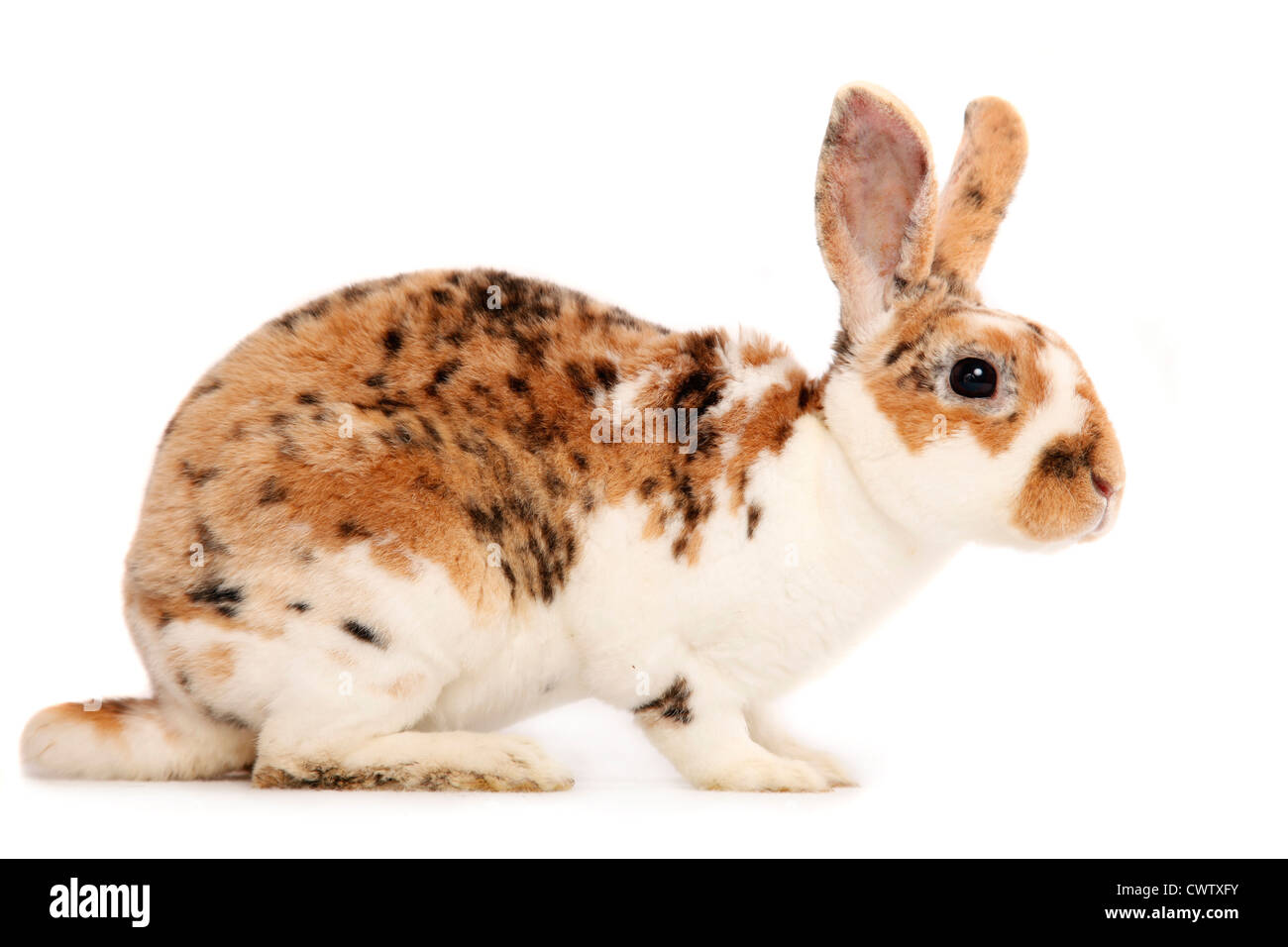 Kleinrex / Rex Bunny Banque D'Images