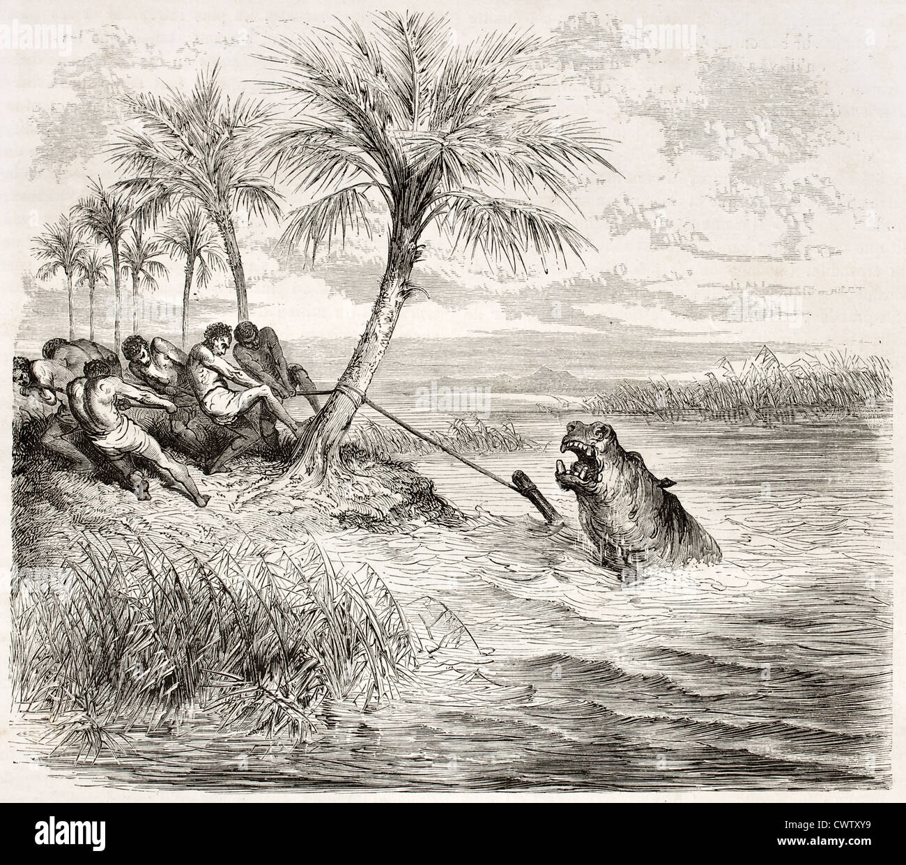 Capture d'un Hyppopotamus Banque D'Images