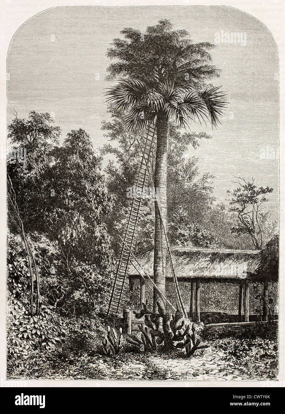 Grand palmier dans l'océan Indien, d'Andaman Banque D'Images