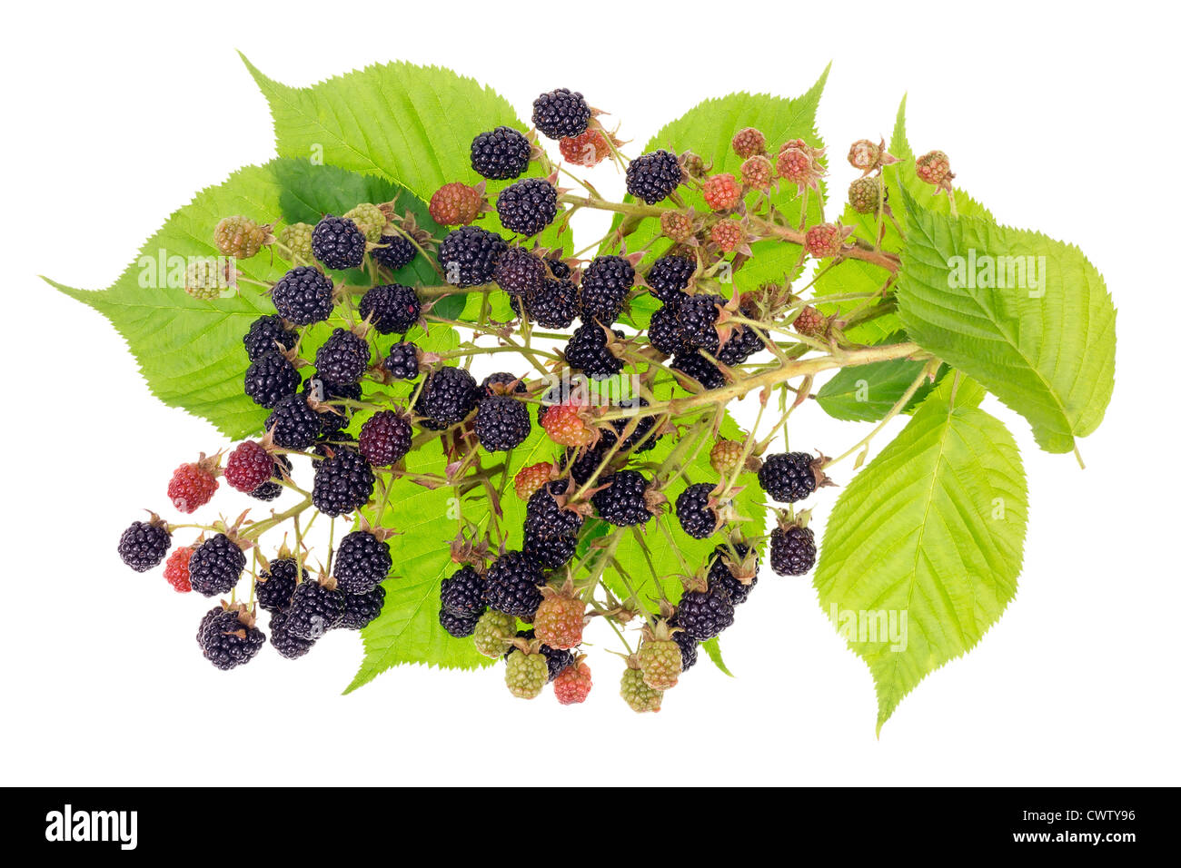 Les mûres berry concept bush avec des fruits et des feuilles. Isolé Banque D'Images
