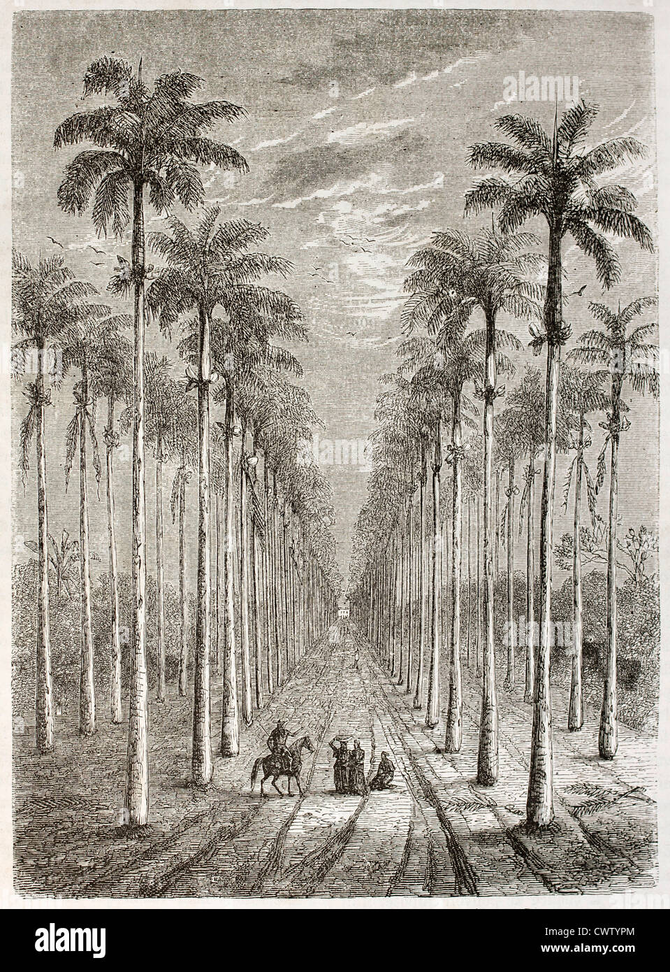 Palm Avenue en face de la maison Cubaine Banque D'Images