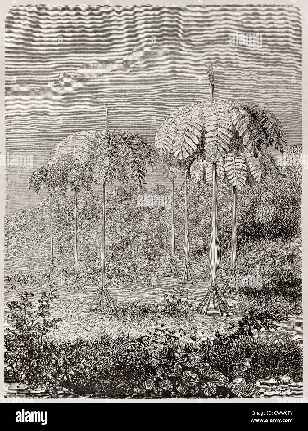 Marche de palm Banque D'Images