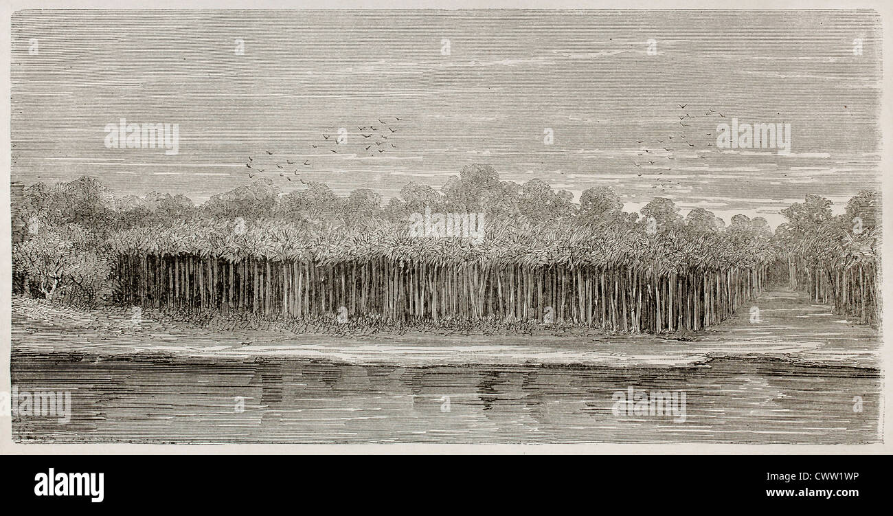 Amazon river bank : la végétation de palmiers Moriche Banque D'Images