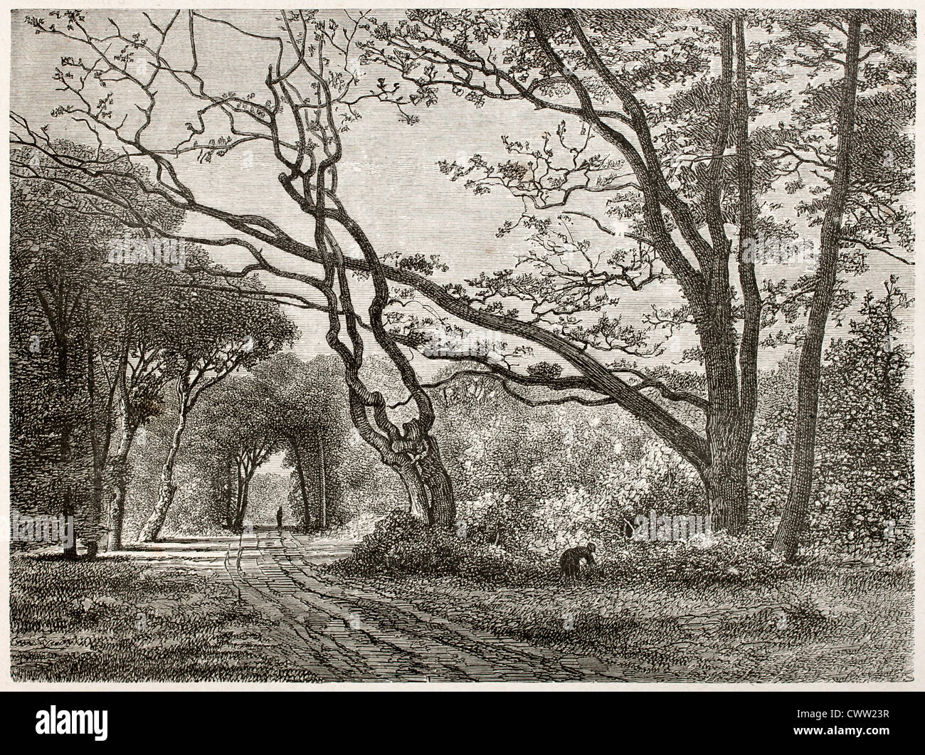 En chemin forestier Fointainebleau Banque D'Images