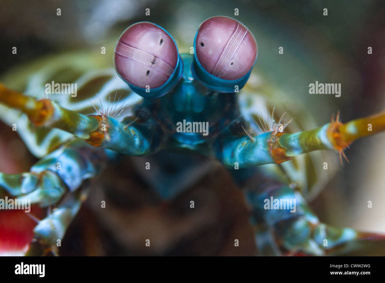 Le Mantis Shrimp regardant droit dans la caméra Banque D'Images