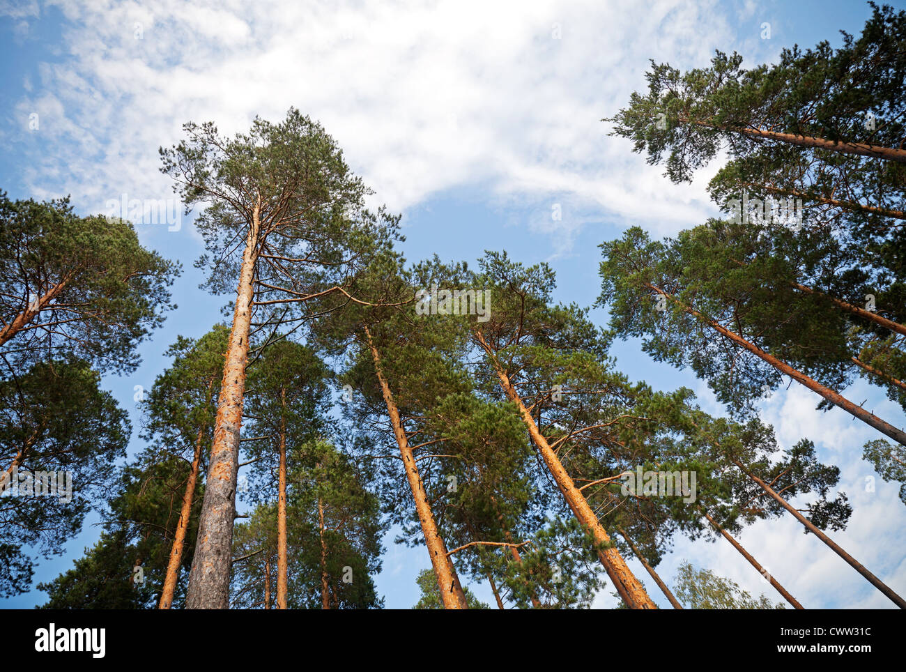 Jusqu'à dans la pinède Banque D'Images