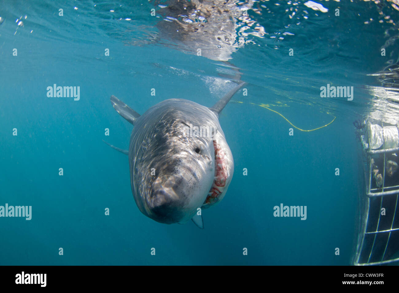 Un grand requin blanc en passant un plongeur shark cage à Shark Alley — free download