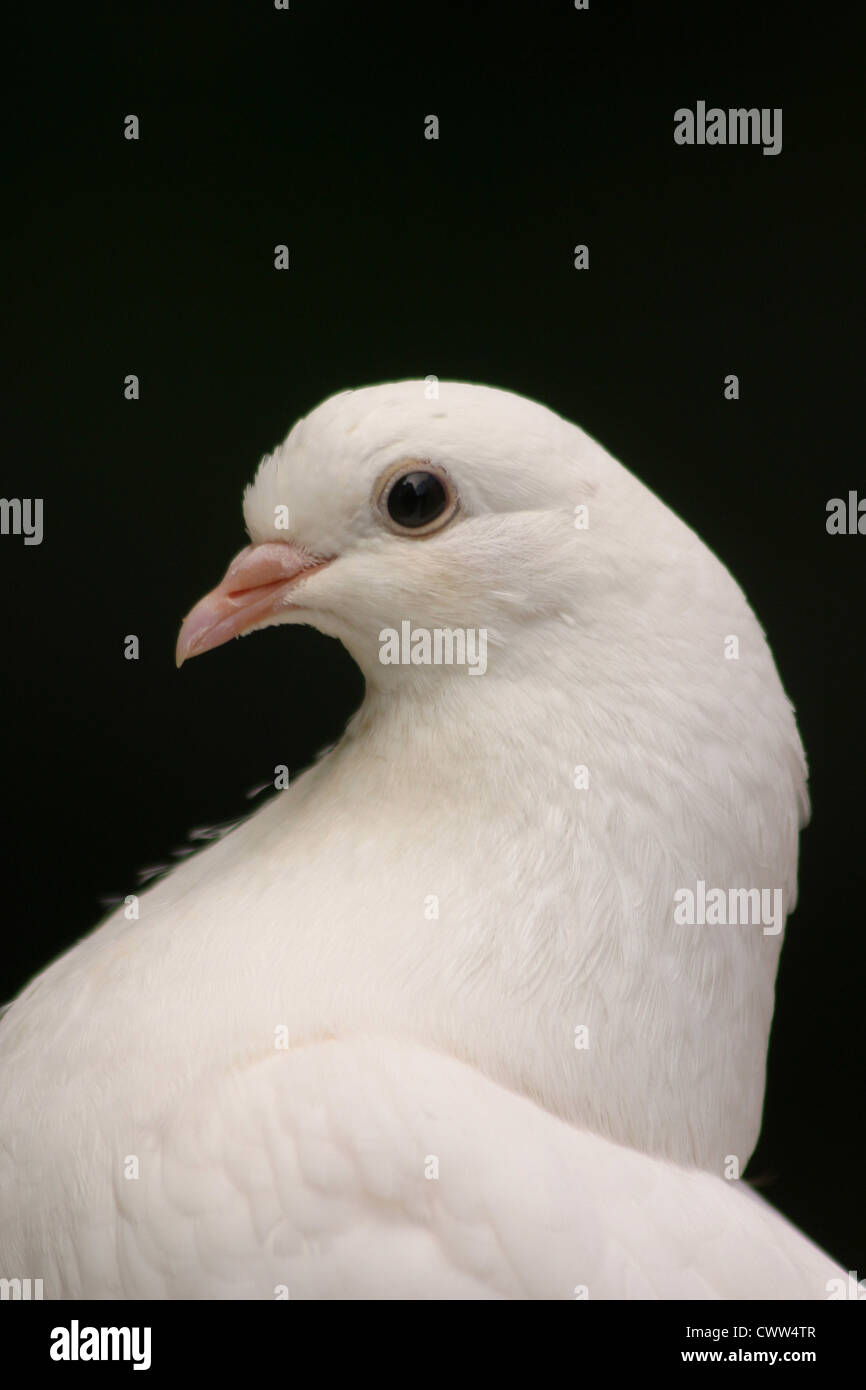 Portrait d'un pigeon blanc Banque D'Images