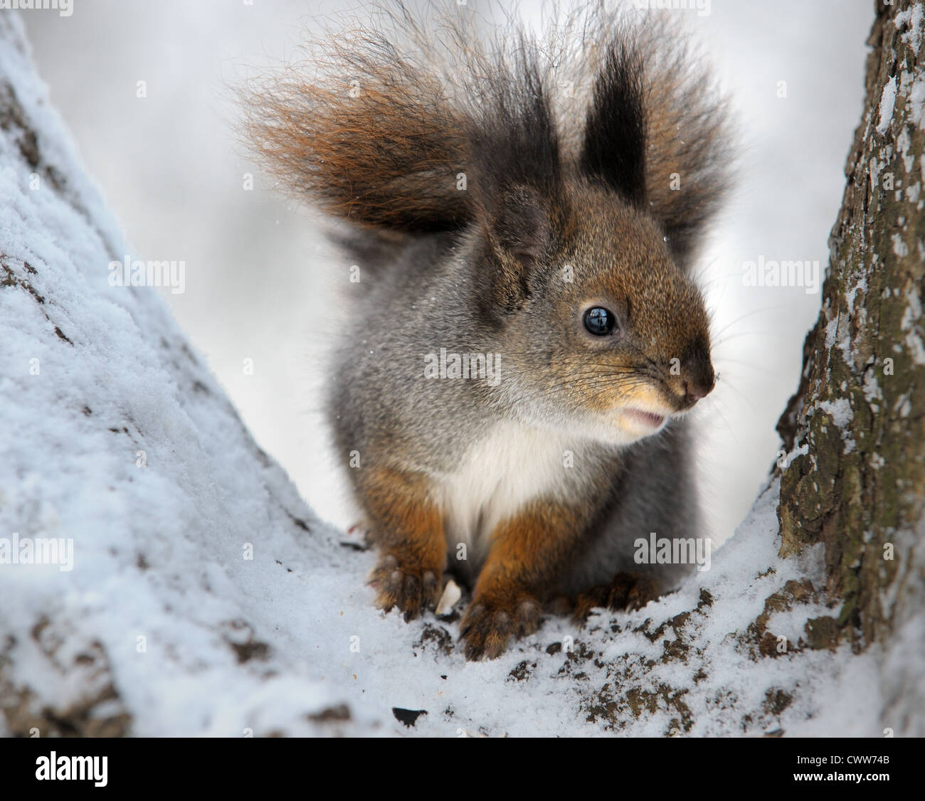 L'écureuil en hiver dans la fourche d'un arbre. Banque D'Images