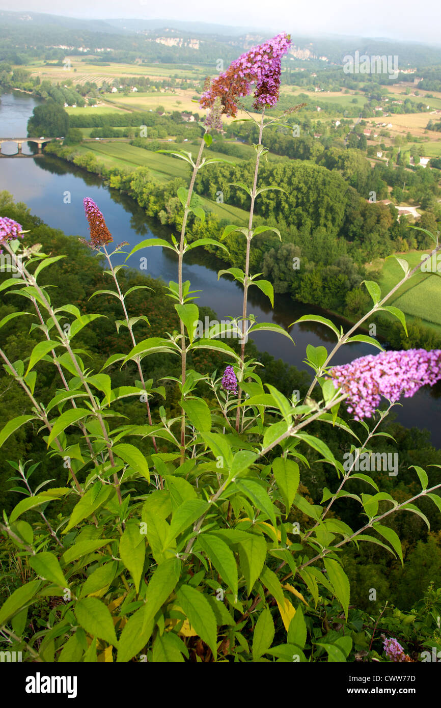 Buddleia sur une falaise de la vallée de la Dordogne dans la brume matinale et sun en Août Banque D'Images