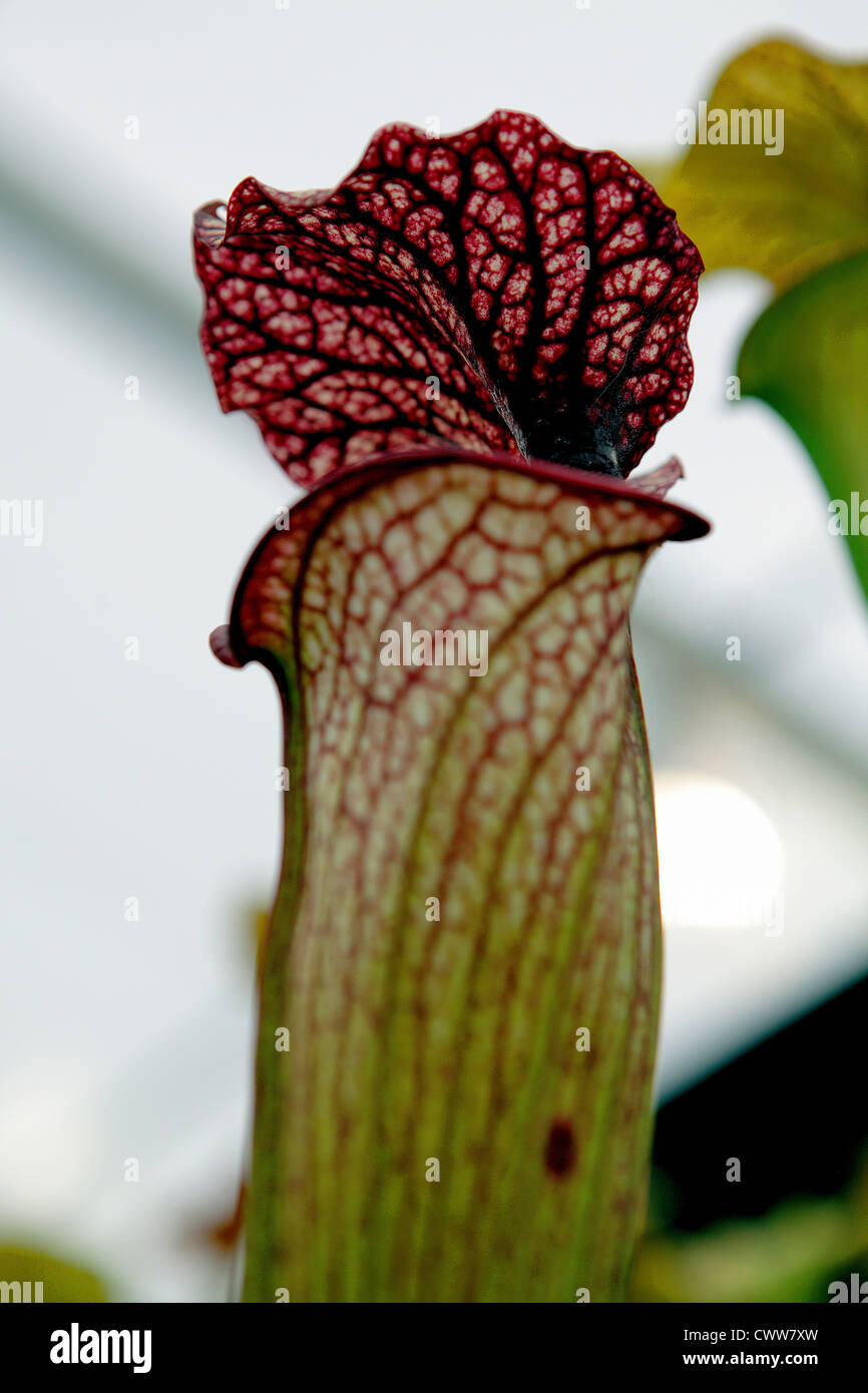 Sarracénie Sarracenia d'Amérique du Nord, une plante carnivore plante insectivores. Banque D'Images