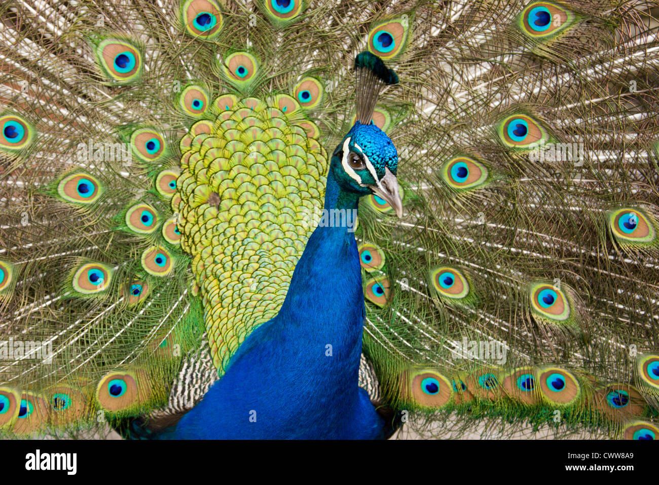 Un beau paon bleu afficher ses plumes de queue Banque D'Images