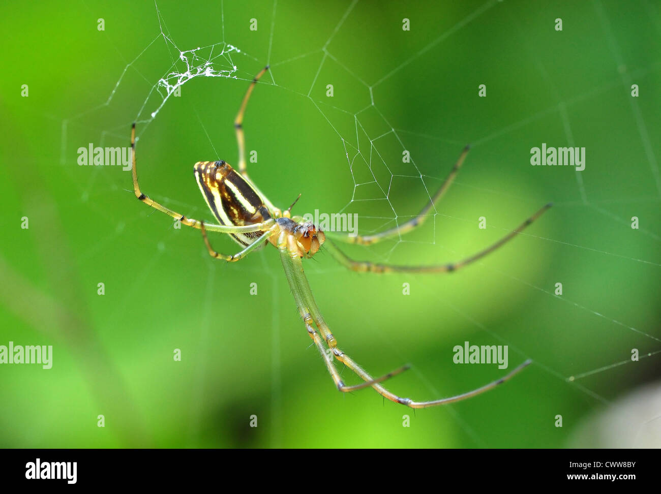 Un Orb Weaver de près Banque D'Images