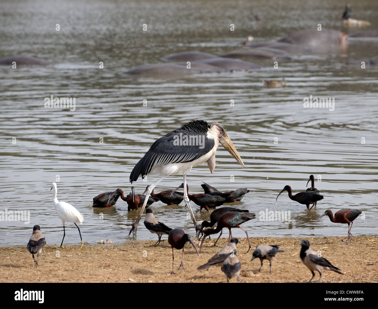 Marabout africain parmi les oiseaux sur le lac Banque D'Images
