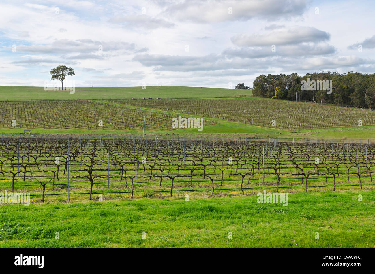 Les vignes d'hiver près de Mount Barker dans la grande région viticole du sud de l'Australie Occidentale Banque D'Images