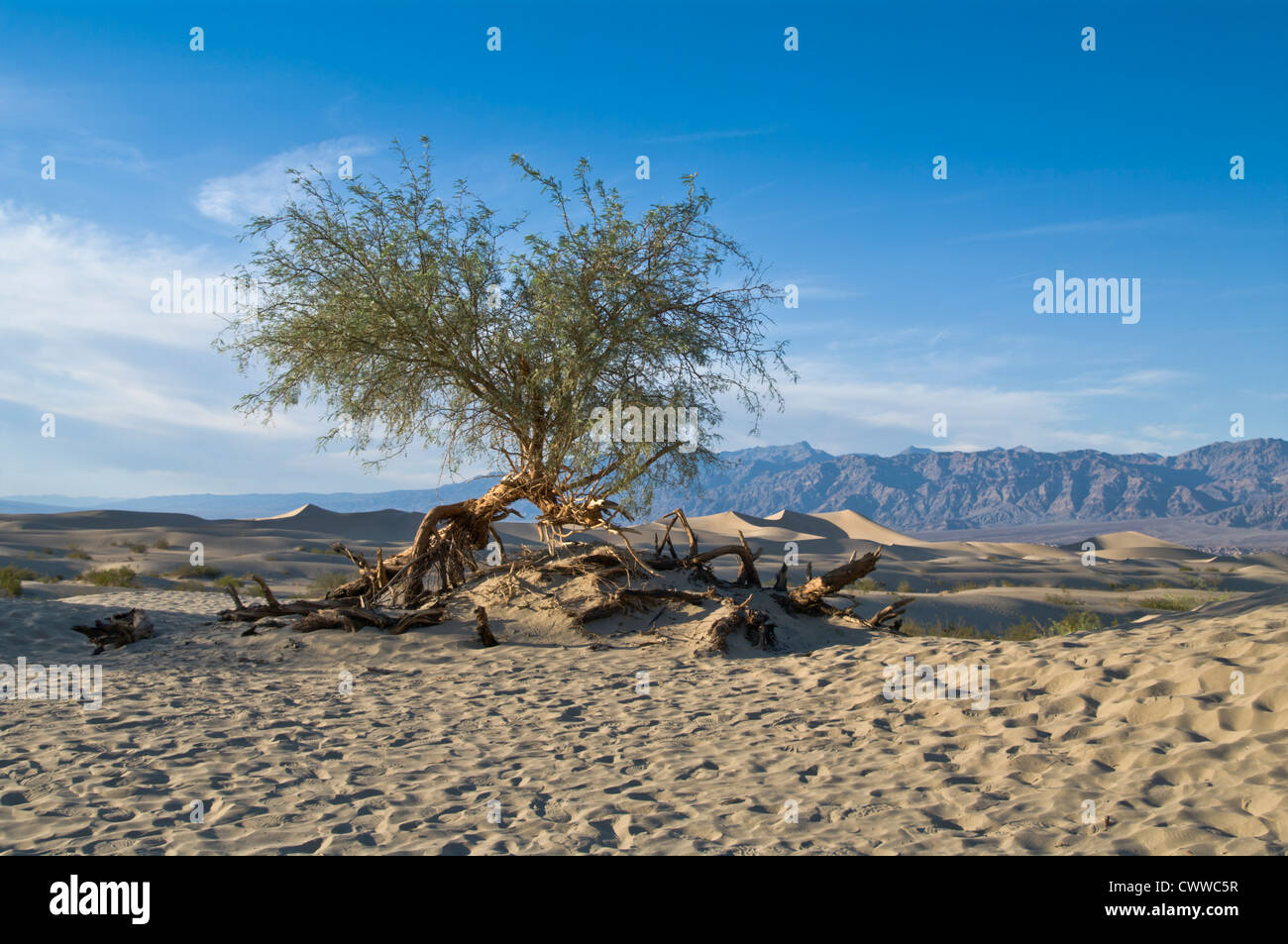 Arbre noueux dans le désert de la vallée de la mort Banque D'Images