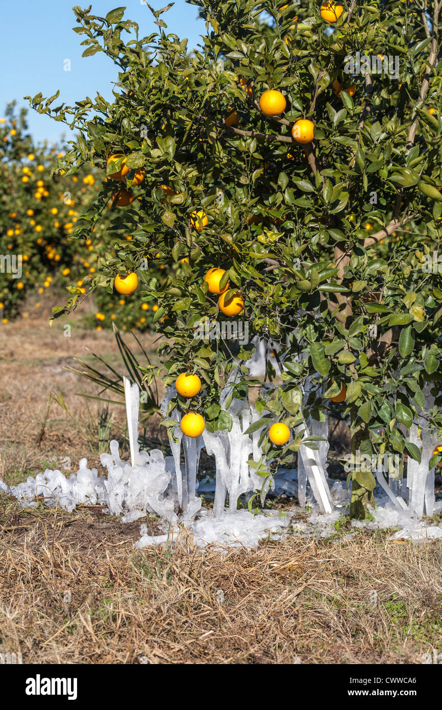 Les glaçons restants de la protection contre le gel sur les orangers en Floride Centrale Banque D'Images