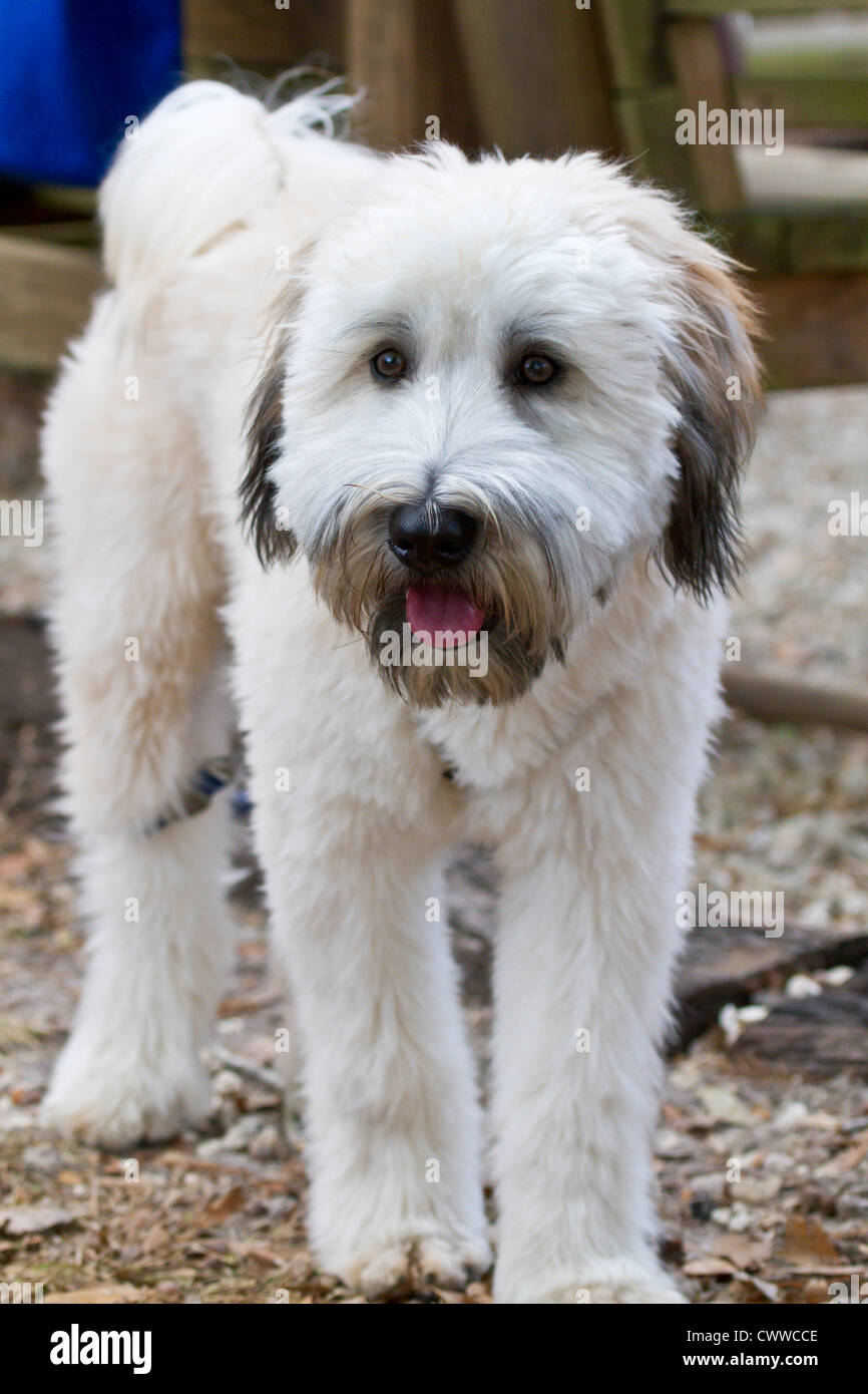 Wheaten Terrier puppy Banque D'Images