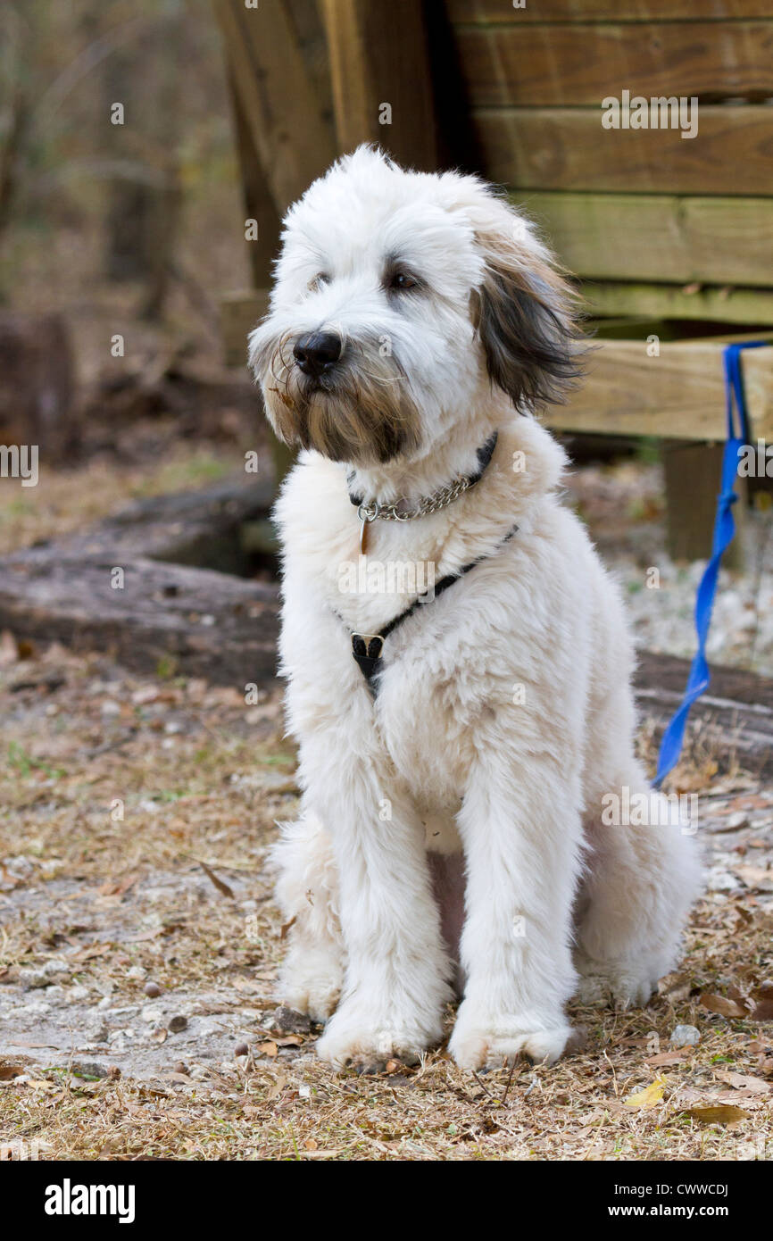 Wheaten Terrier puppy Banque D'Images