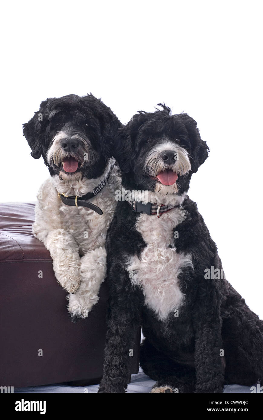 Un portrait noir et blanc de deux chiens d'eau Portugais sur un fond blanc. Banque D'Images
