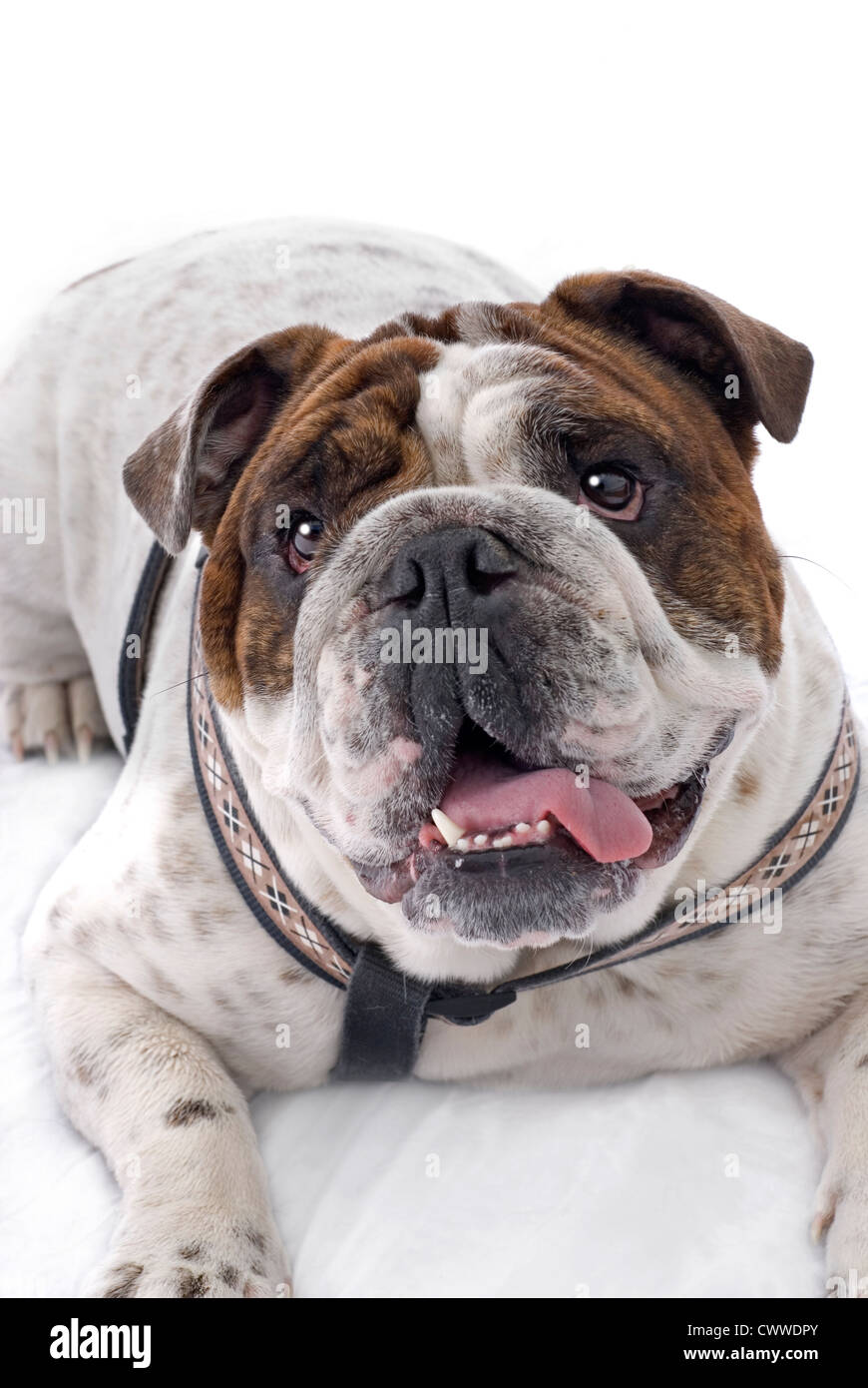 Portrait of a cute, heureux Bulldog anglais, sur un fond blanc. Banque D'Images