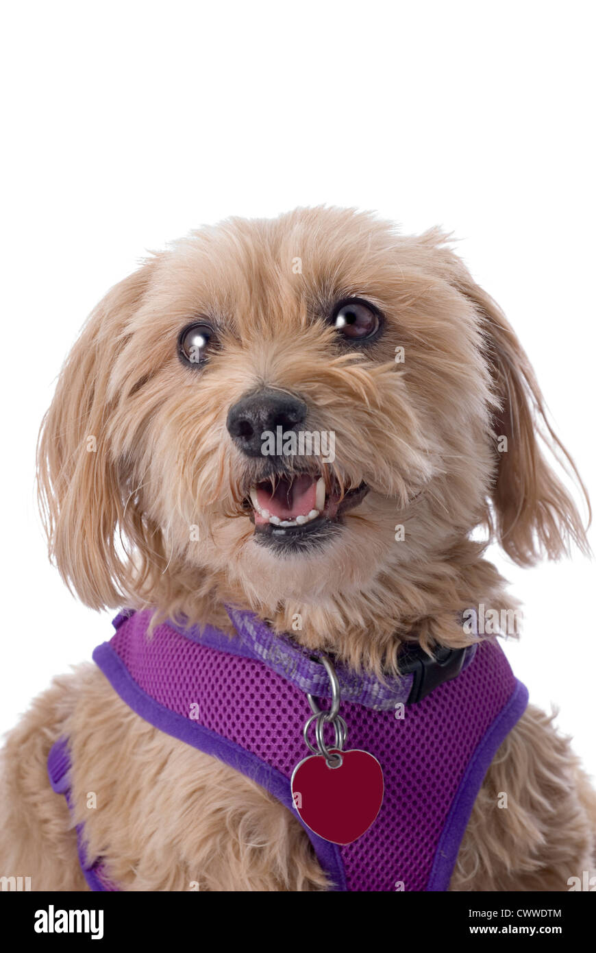 Portrait d'un très mignon Cockapoo contre un fond blanc 255. Banque D'Images