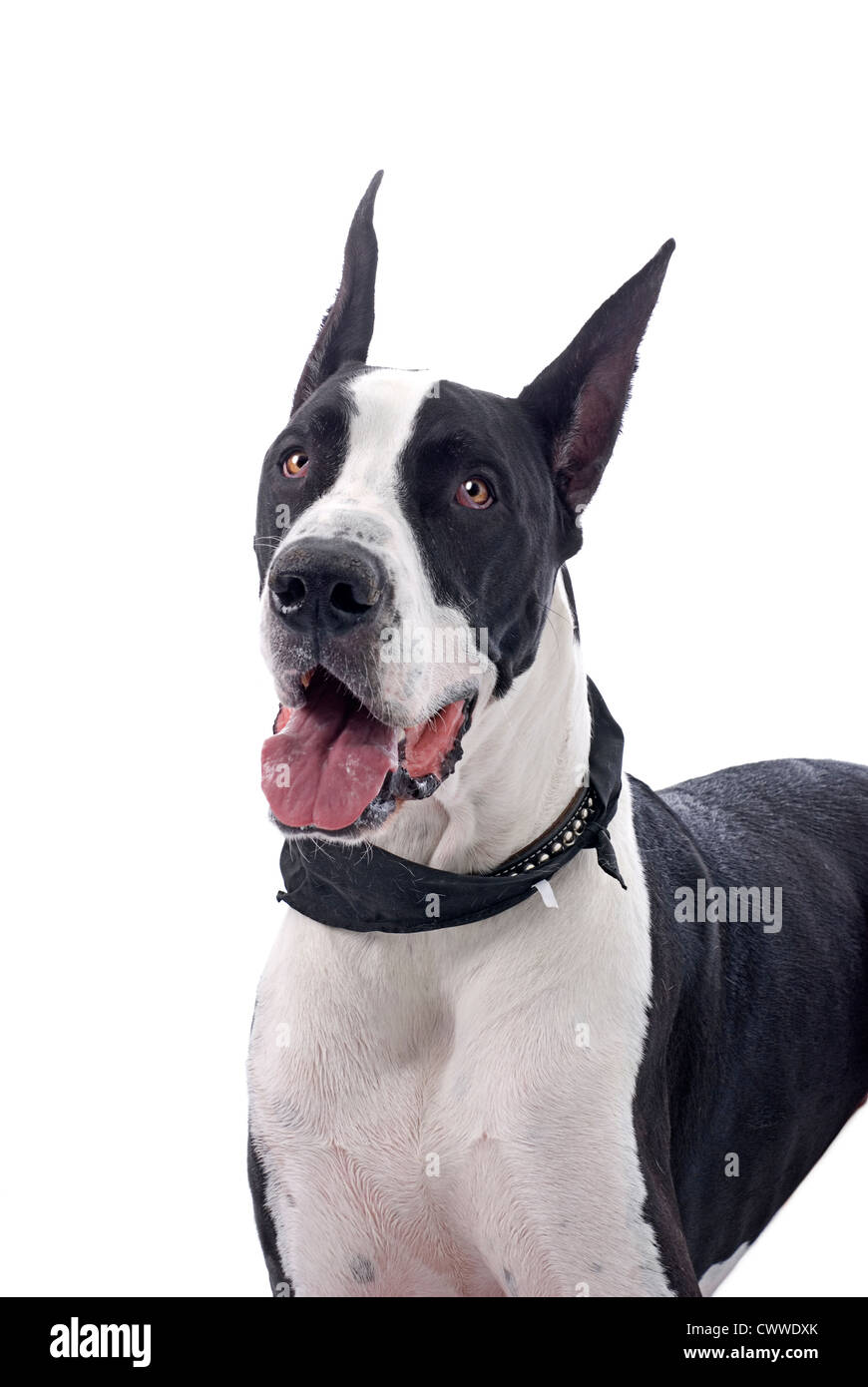 Great dane dog cutout Banque de photographies et d'images à haute  résolution - Alamy