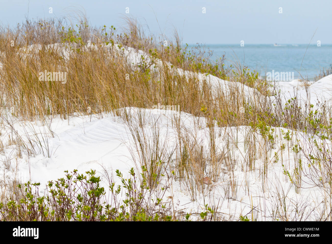 Les dunes et la mousse de mer le long de la ligne de côte à Fort De Soto comté park à Tierra Verde, Florida Banque D'Images