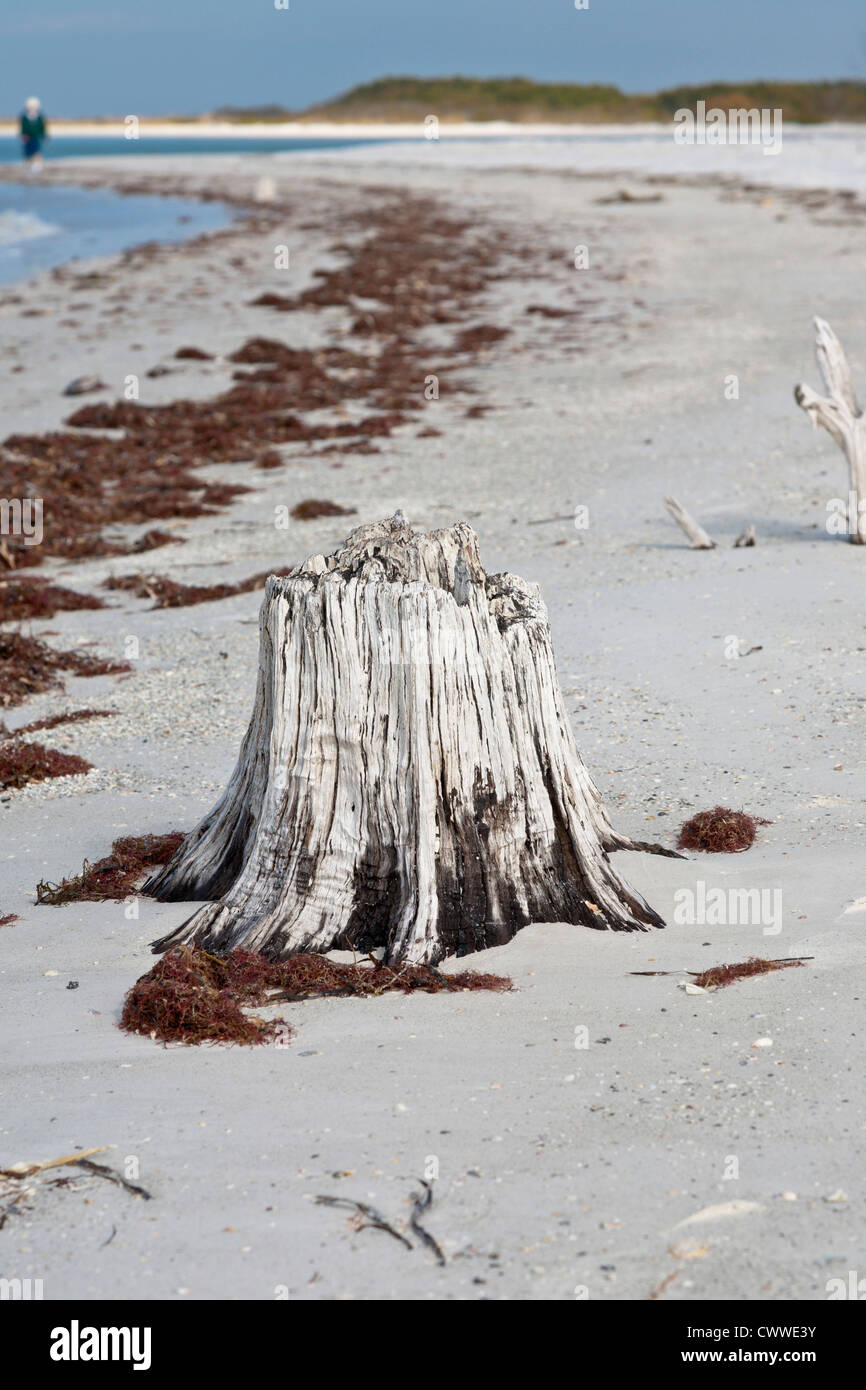 Dead tree stump le long beach de flottaison montre effet de l'érosion au Fort De Soto Park dans la région de Tierra Verde, Florida Banque D'Images