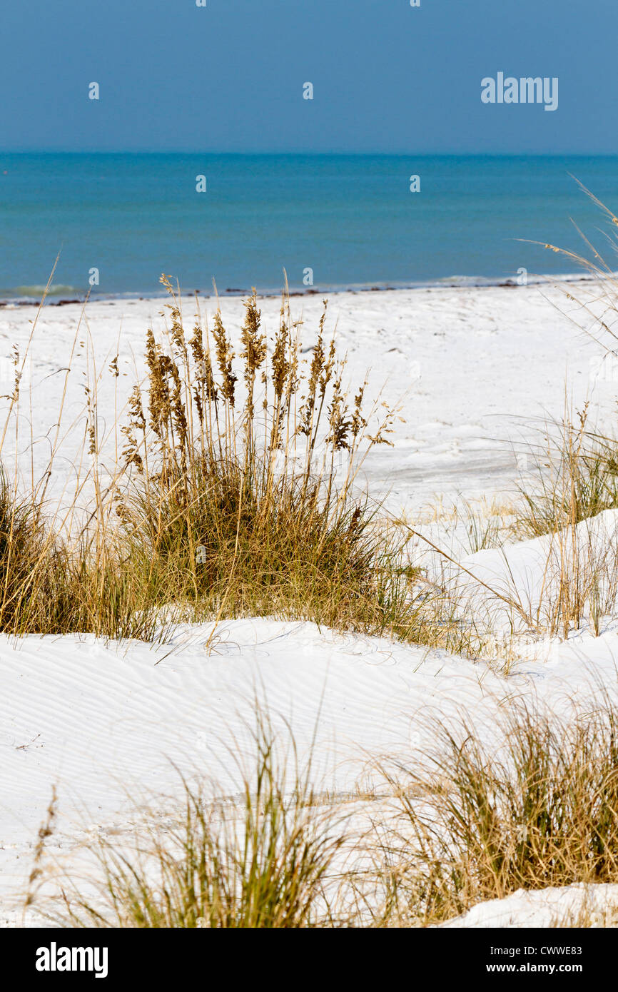 Les dunes et la mousse de mer le long de la ligne de côte à Fort De Soto comté park à Tierra Verde, Florida Banque D'Images
