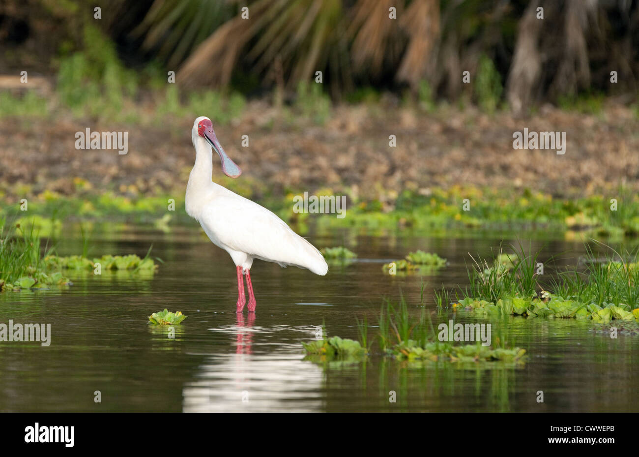 Une spatule d'Afrique (Platalea alba) sur le bord du lac Manze, Selous Tanzanie Afrique Banque D'Images