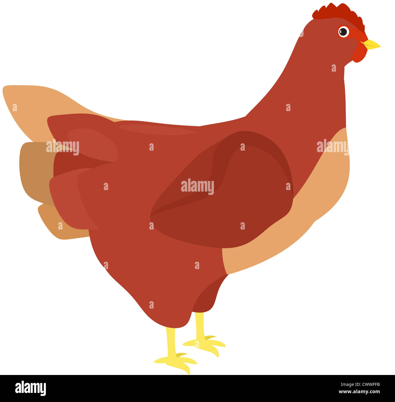 Illustration d'une poule / poulet de côté sur fond blanc pur Banque D'Images