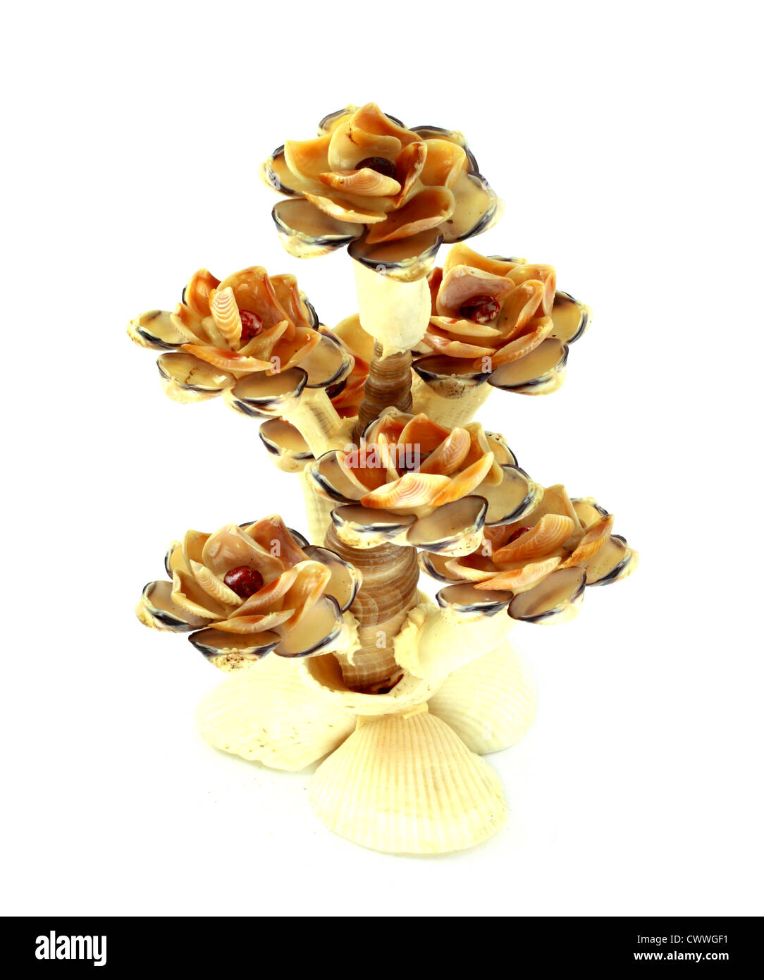Décoration florale de Shell d'isoler sur un fond blanc Banque D'Images