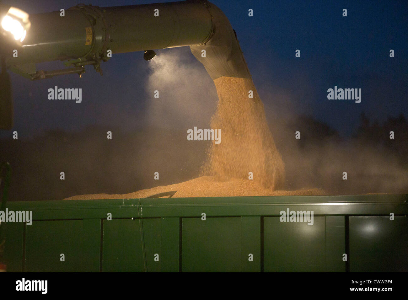Un fermier moissonne le blé dans le noir Banque D'Images