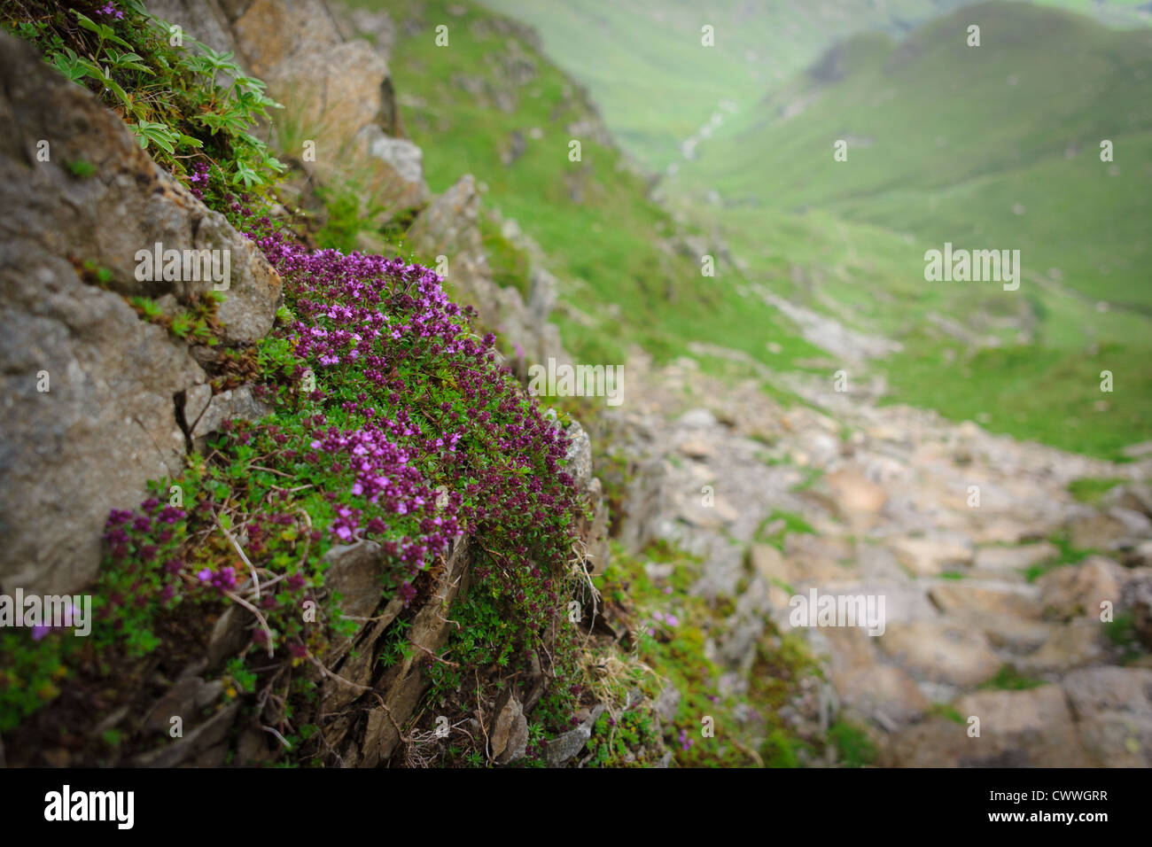 Fleurs de Montagne avec un arrière-plan flou au côté d'un chemin qui s'approche de Dove de rocher dans le Lake District. Banque D'Images
