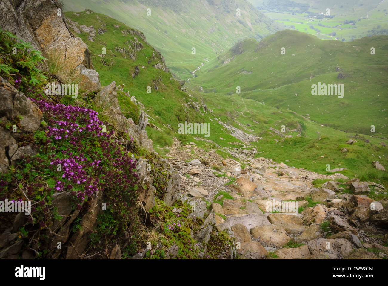 Fleurs de montagne au côté d'un chemin sur l'approche de Dove de rocher dans le Lake District. Banque D'Images