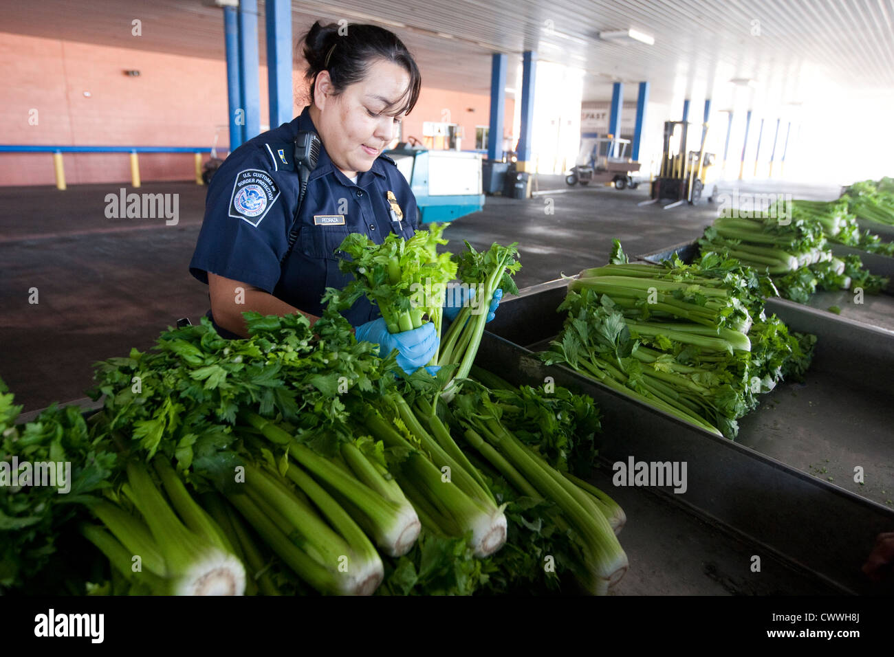 Pour les spécialistes de l'agriculture femme U.S Customs and Border Protection, inspection des boîtes de céleri entrée en provenance du Mexique Banque D'Images