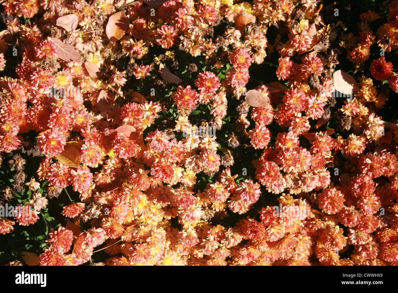 Fleurs orange fine art photography photos de fleurs œillets œillets Banque D'Images